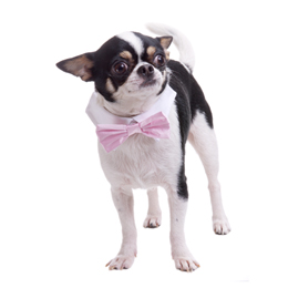 Pink Satin Bow Tie