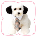 Cody Shirt Collar