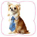 Vincent Shirt Collar